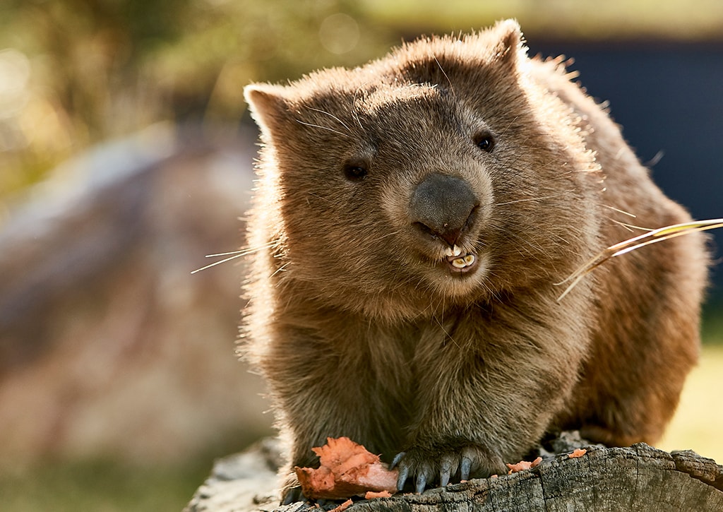 Wombats in Sydney and NSW, Sydney, New South Wales