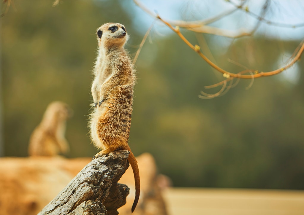 Meet a Meerkat in Sydney & NSW, Sydney, New South Wales