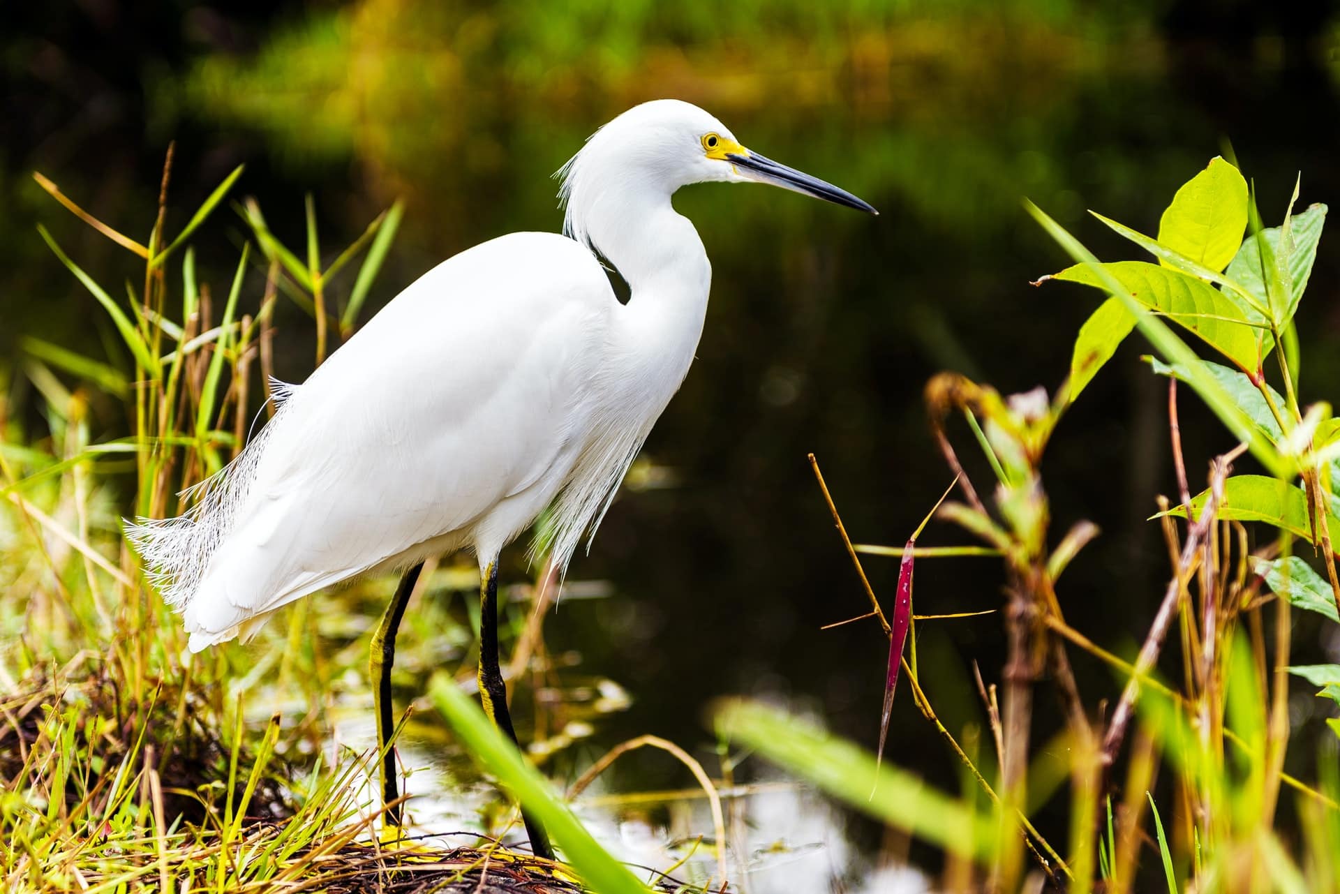 Everglades National Park USA