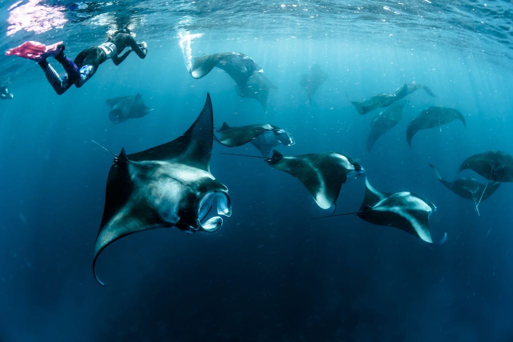 manta ray maldives