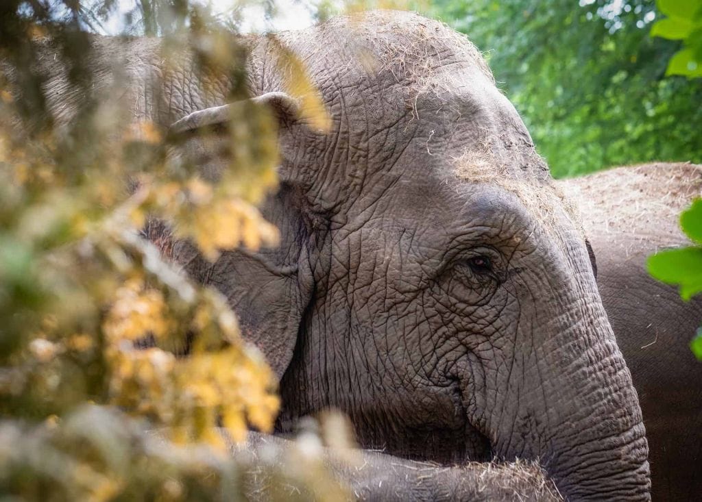 cambodia-elephant