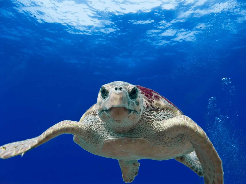 turtle ko tao sea-turtle