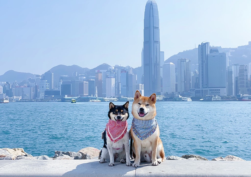 west-kowloon-harbour-pet-dogs