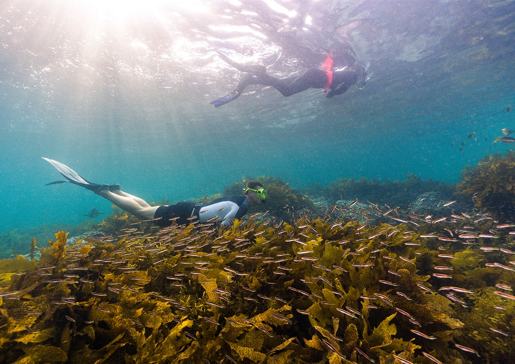 Cabbage Tree Bay Aquatic Reserve, Manly.