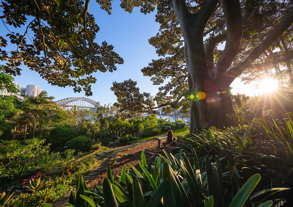 Secret Garden in Lavender Bay