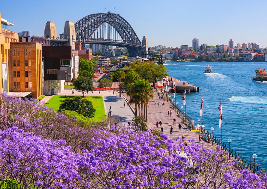 06 sydney nsw jacarandatrees First Fleet Park
