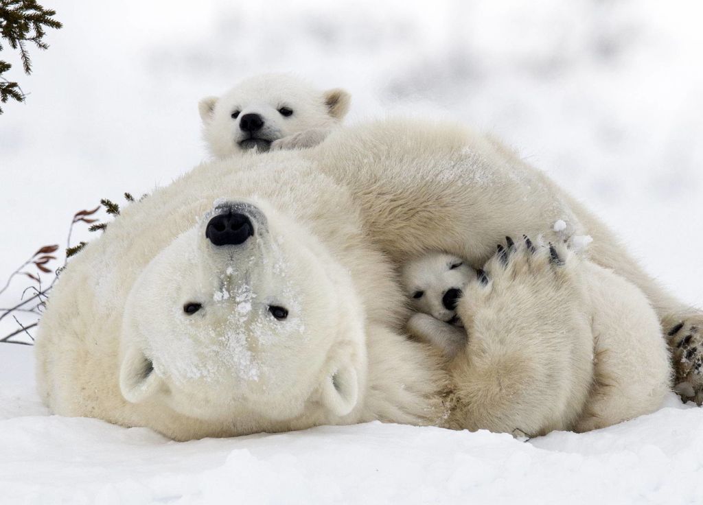 Churchill Polar Bear