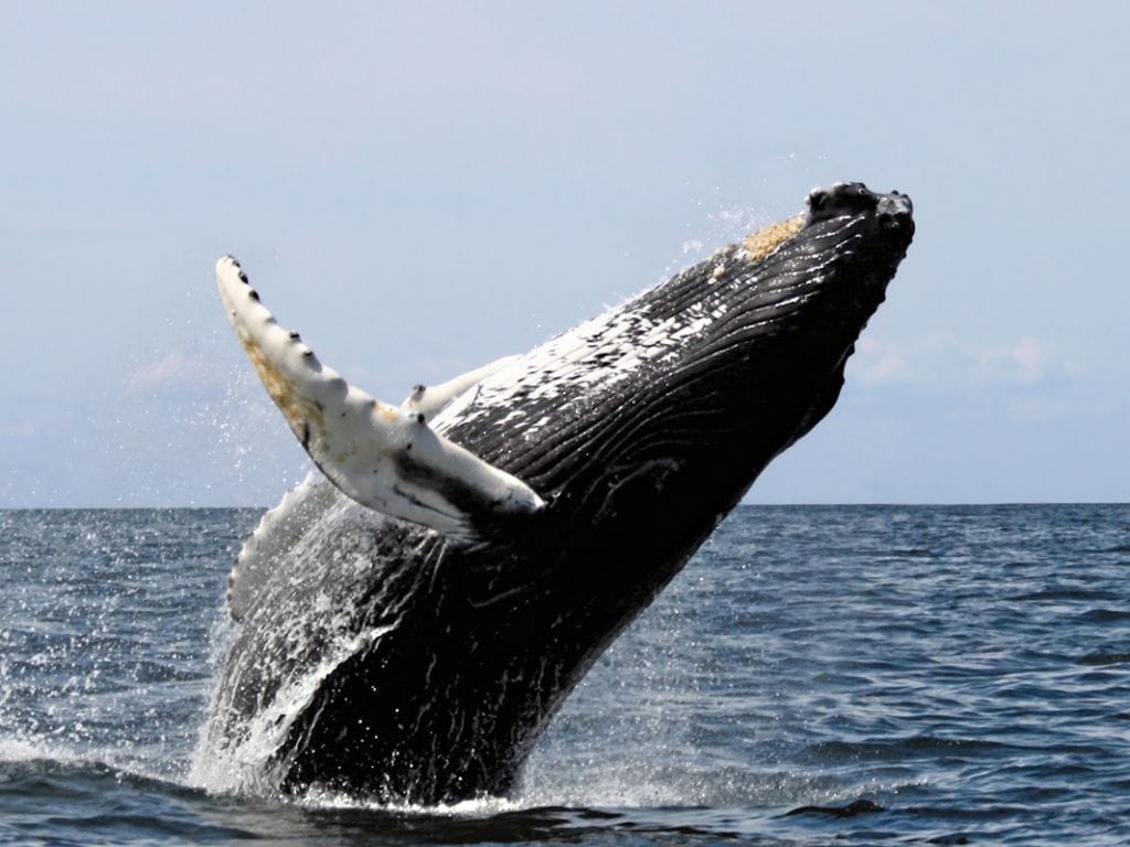 Prince Edward Island whale