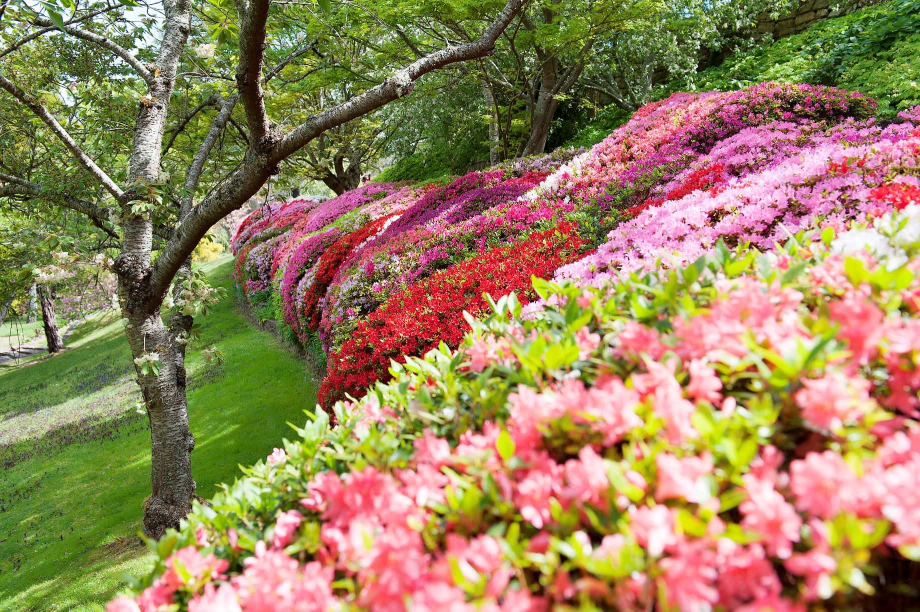Spring Flowers Spring Flowers
