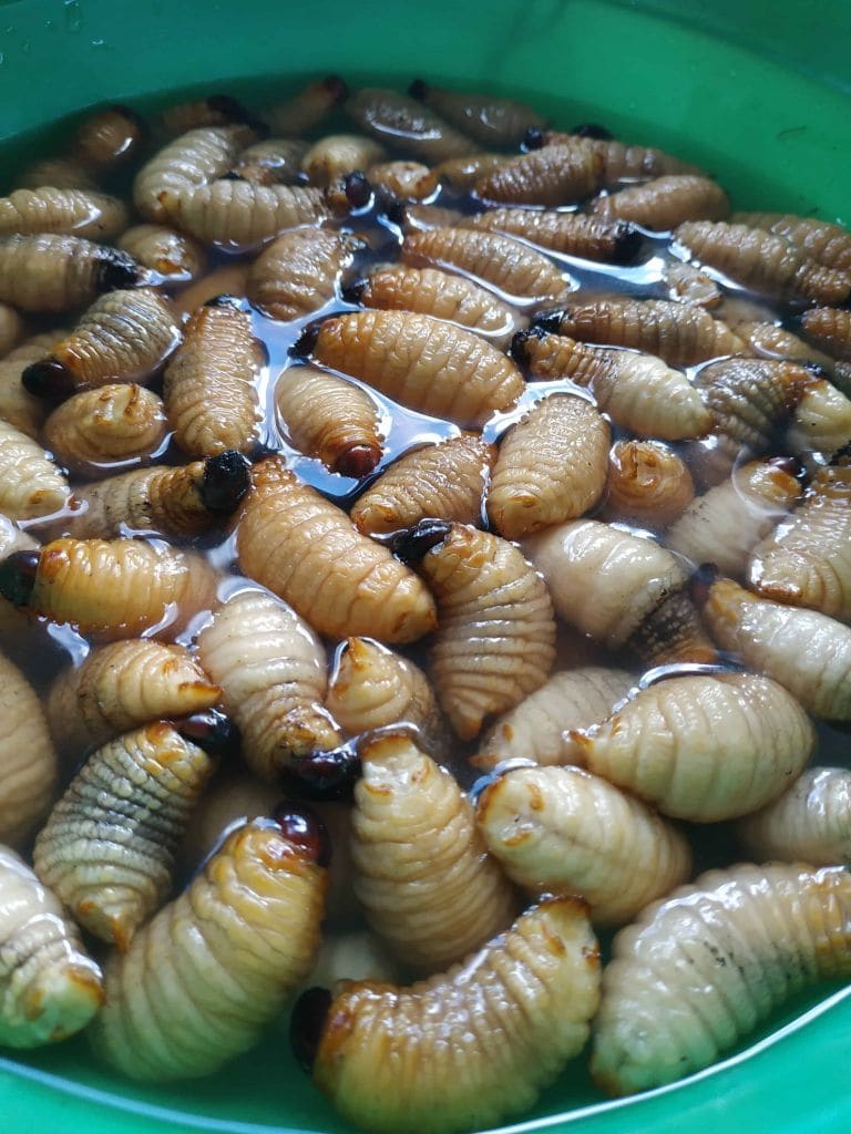 Ulat sagu butod-sabah