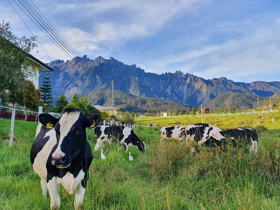 desa dairy farm desa-dairy-farm