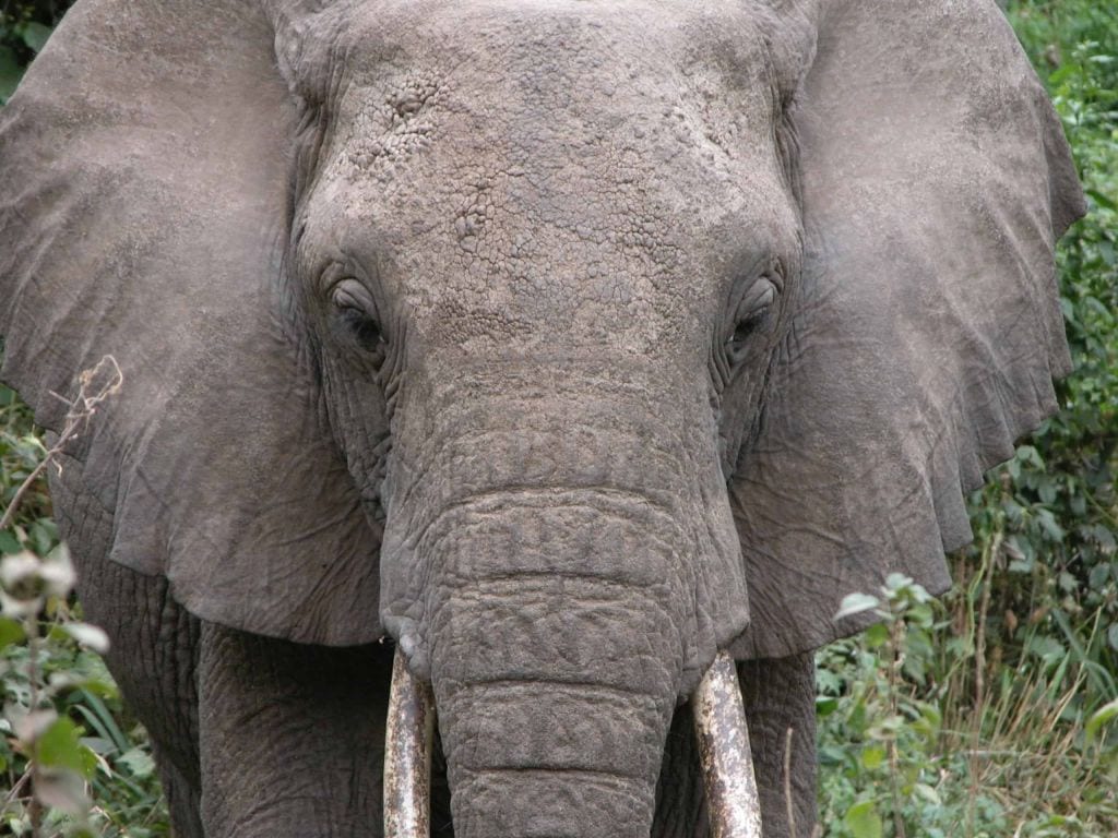 elephant