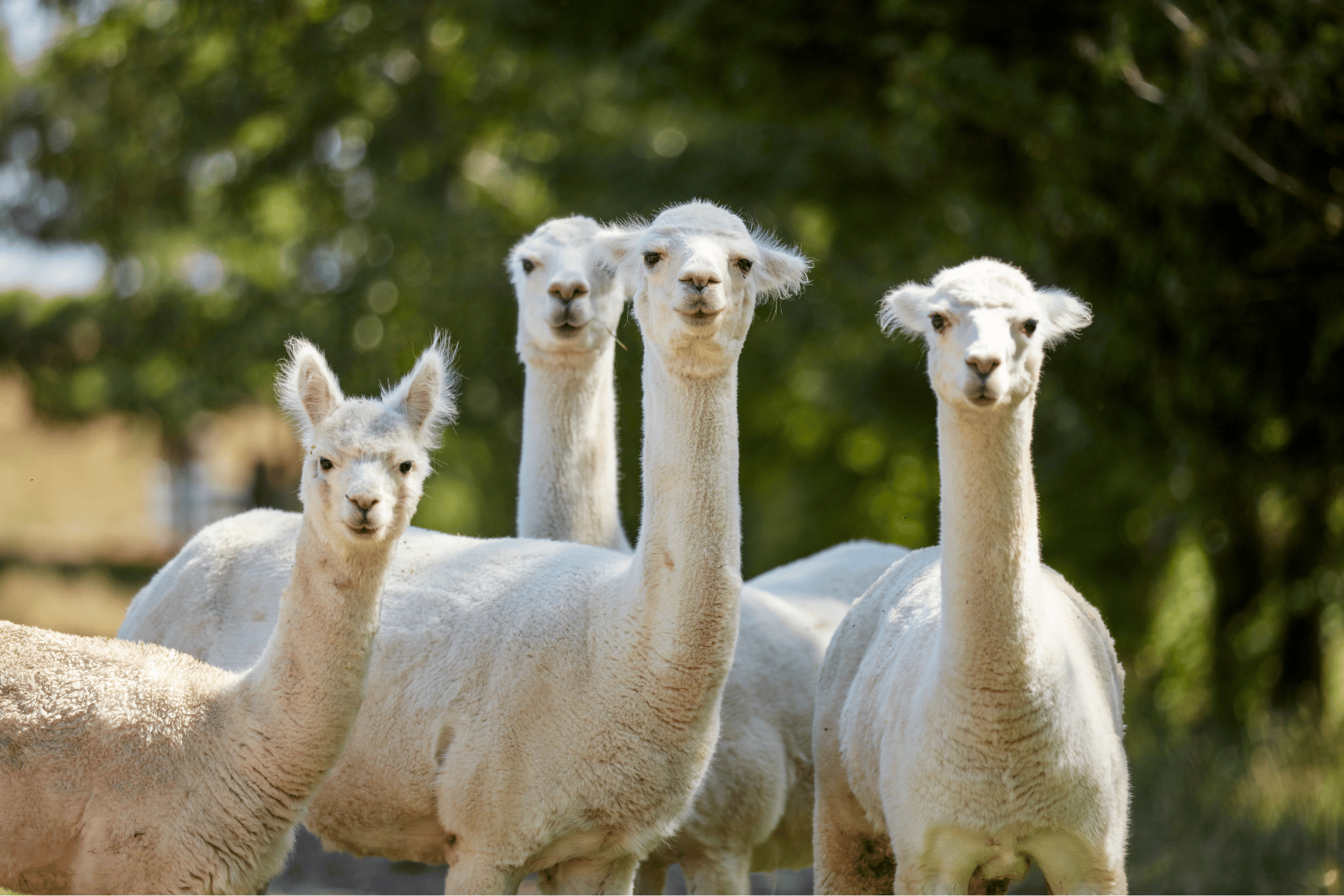 hunter valley alpaca