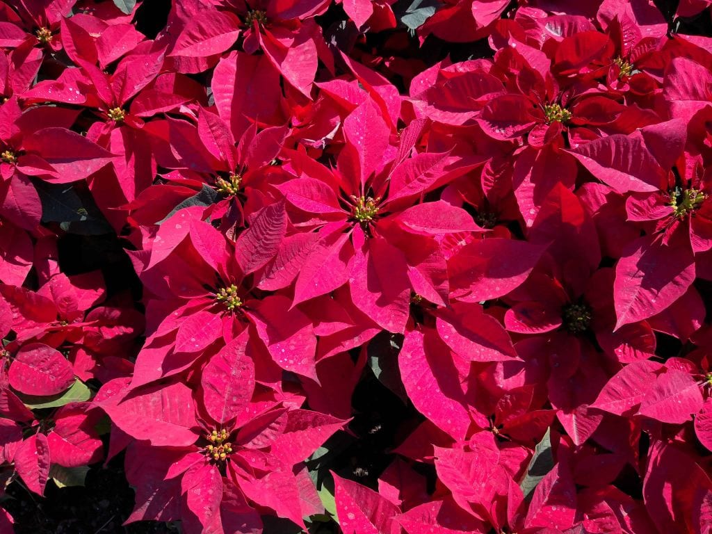 poinsettias