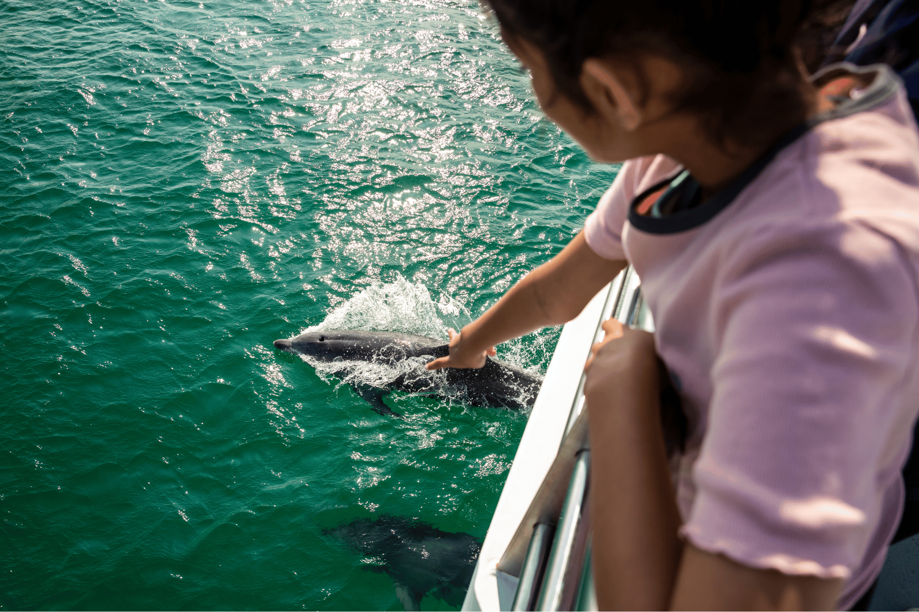 port stephen dolphin