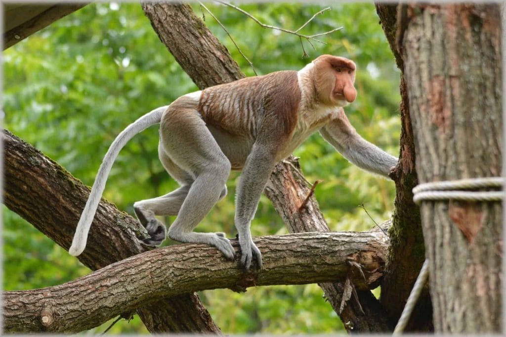 proboscis-monkey