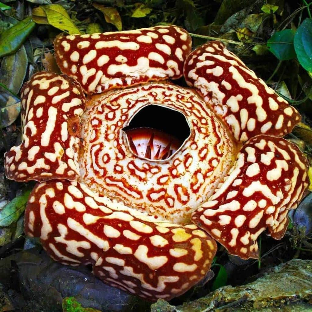 rafflesia rafflesia