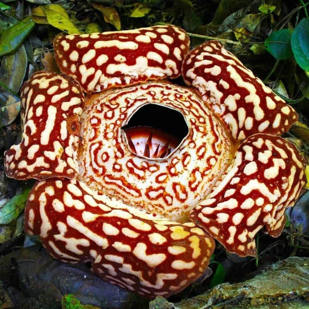 rafflesia