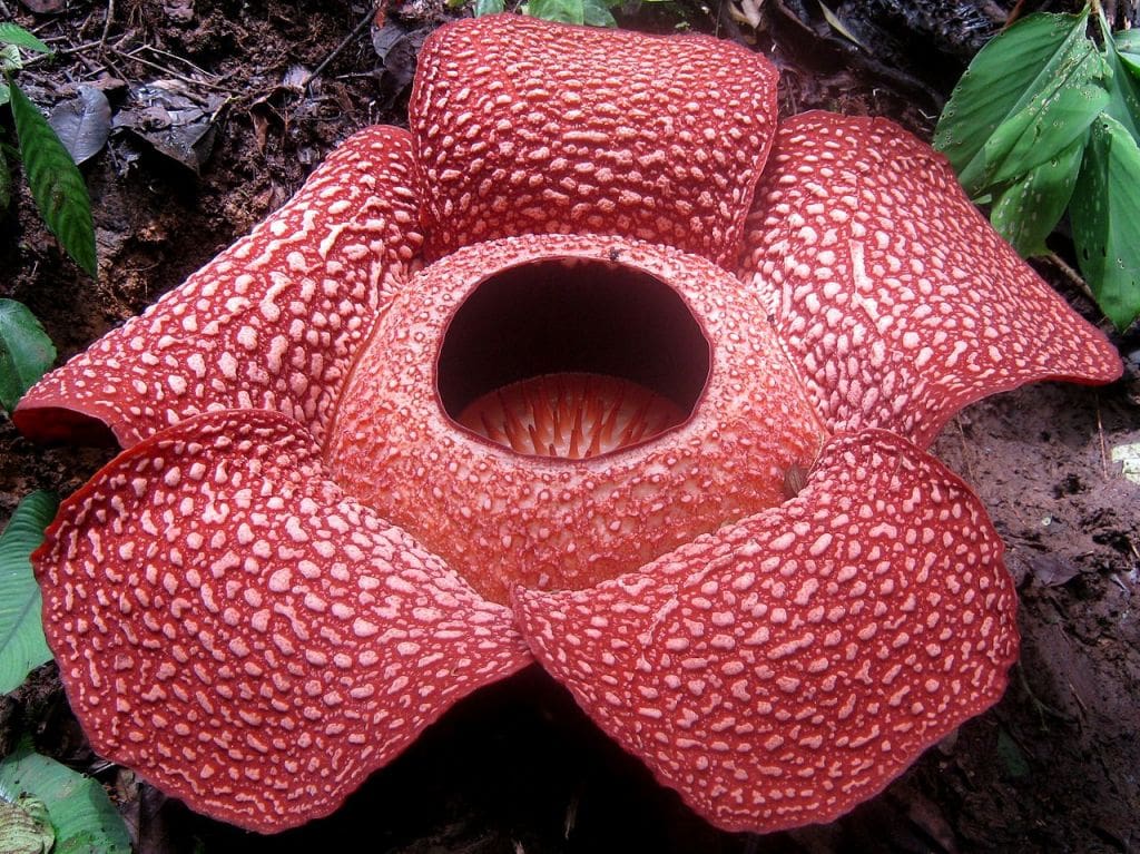 rafflesia sarawak malaysia