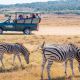 Zebras on safari in Africa