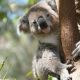 Koala Bear - Australia