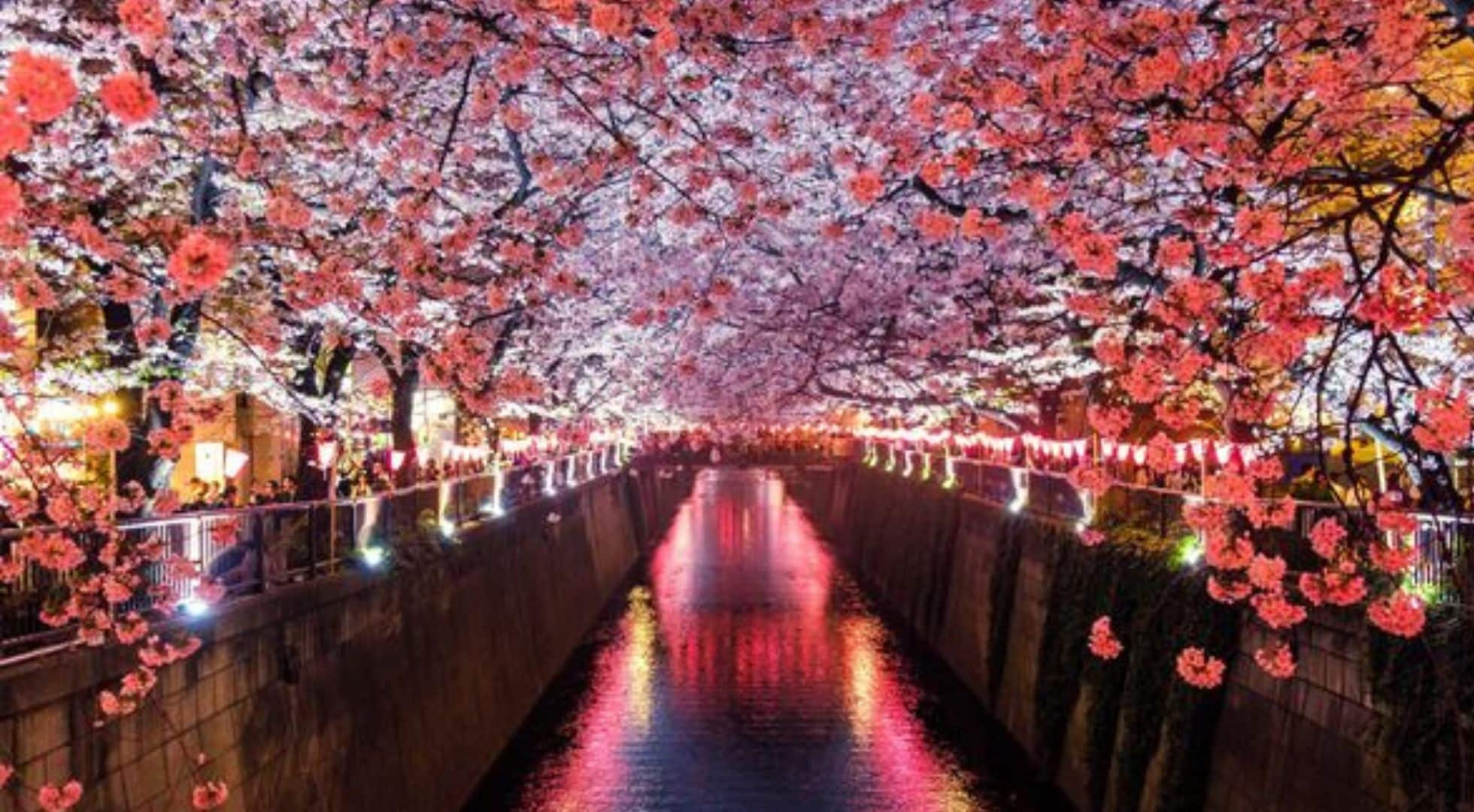 Tokyo at night is when cherry blossoms sparkle