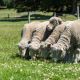 Merino sheep in New Zealand