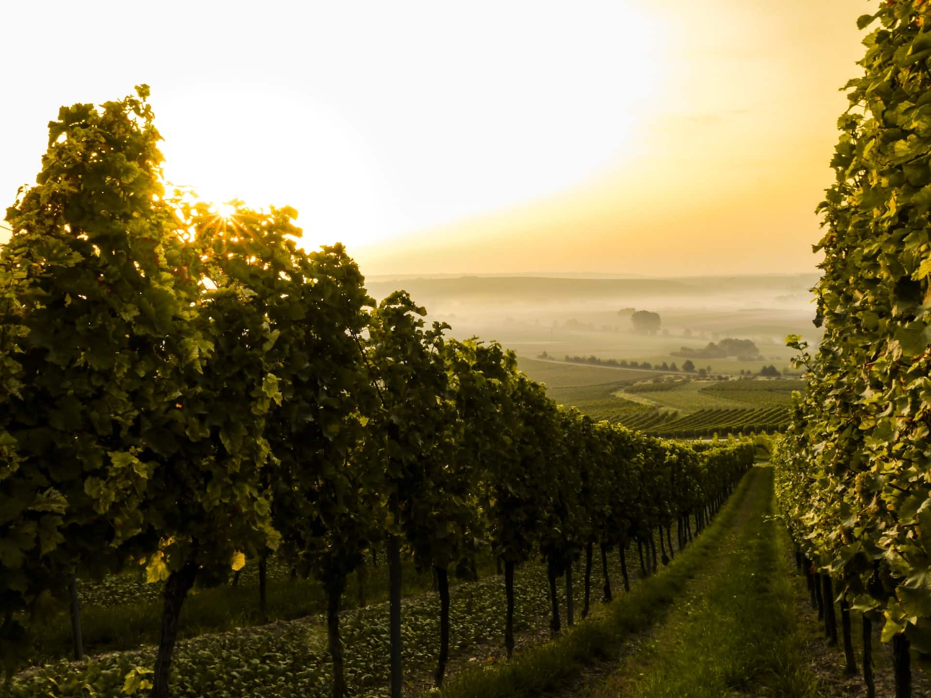 Jugenheim Rheinhessen Germany vineyard