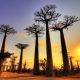 Peaceboat 125 Baobab Trees, Madagascar