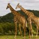 125 Peaceboat South Africa Giraffes
