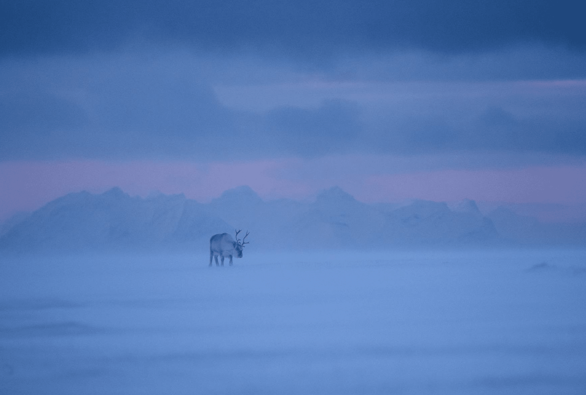 Svalbard is one of best places to see the northern lights