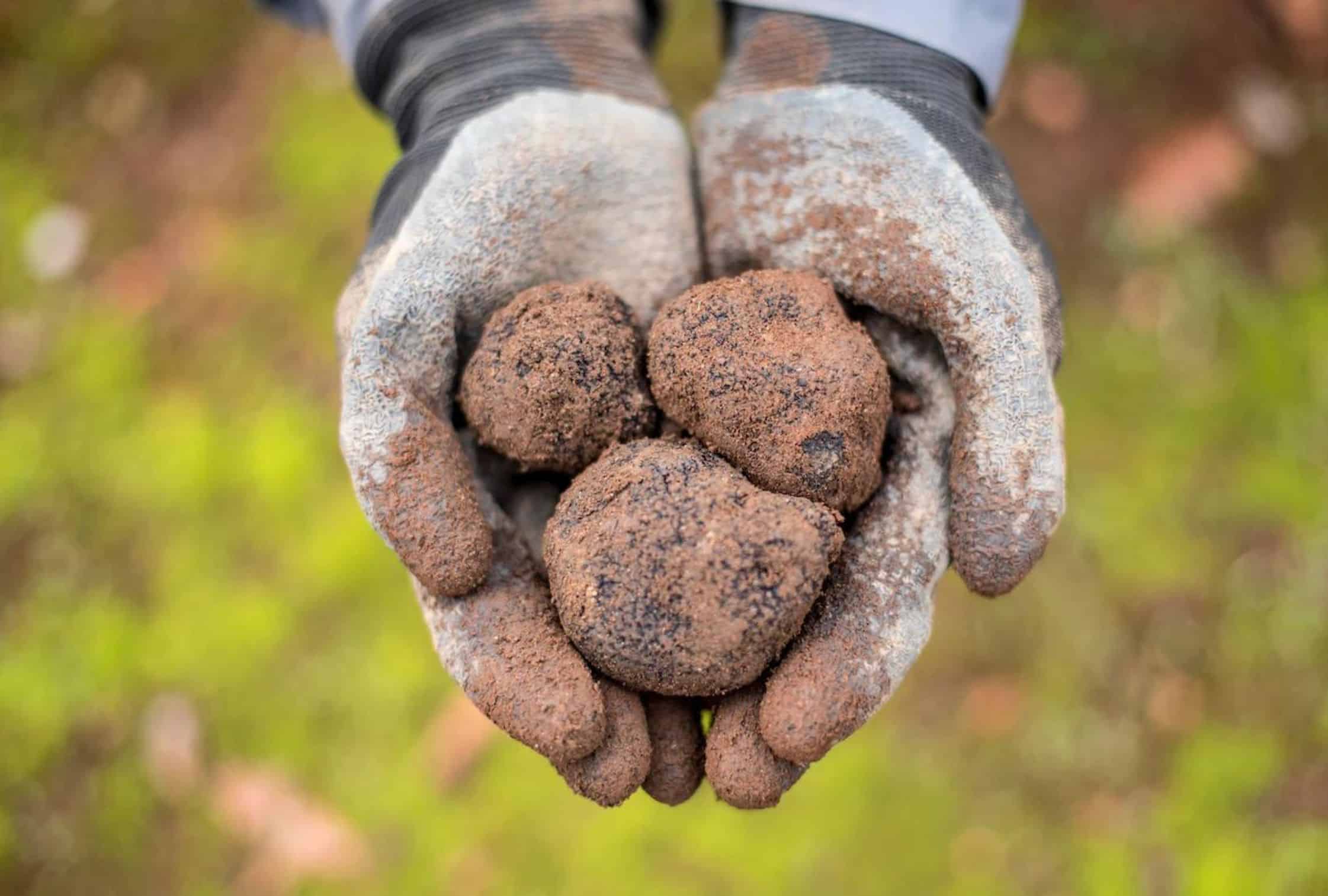 Gastronomic Delights in Western Australia: Truffles