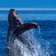 humpback-whale-alaska-usa