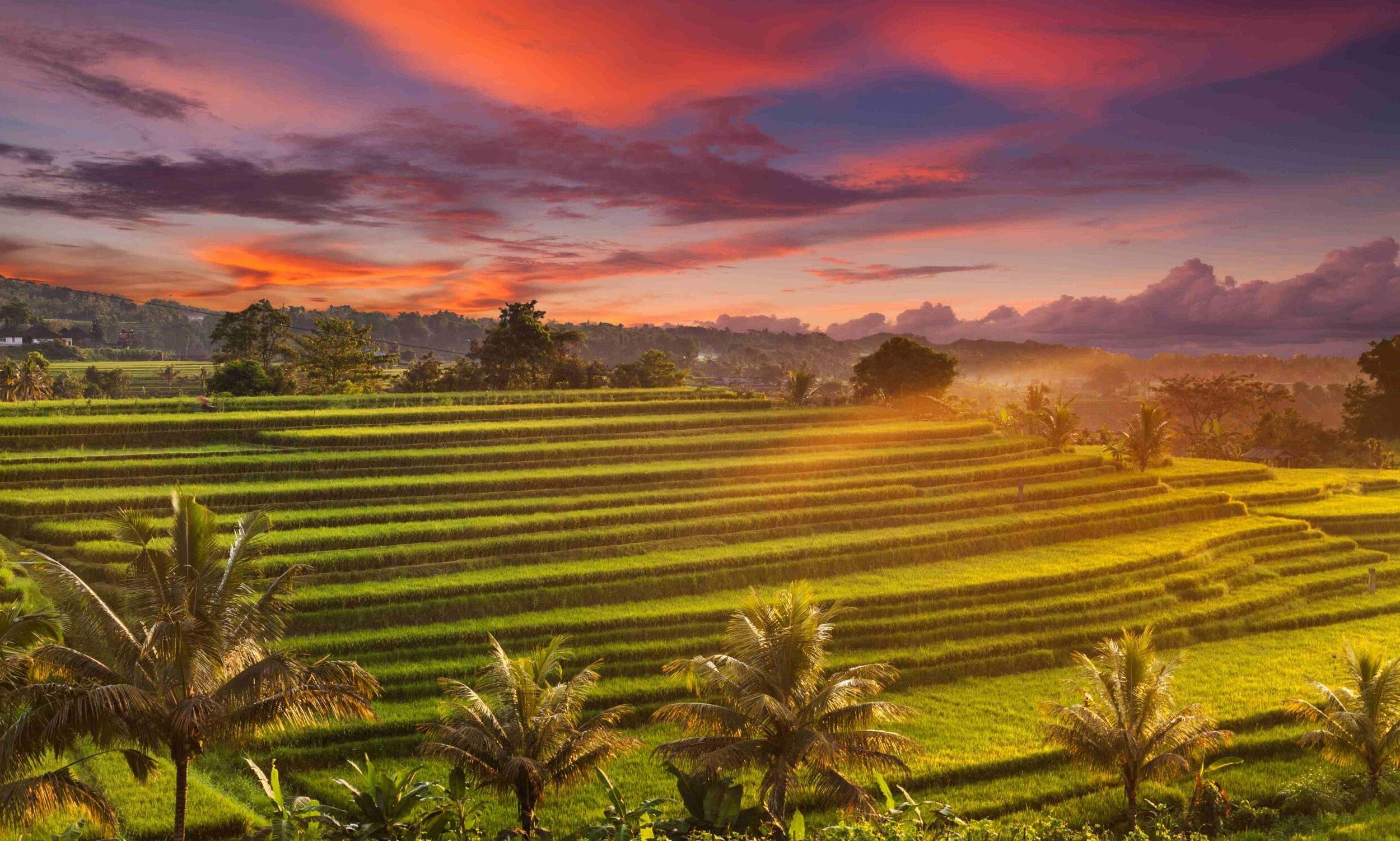 beautiful sunrise over the jatiluwih rice terraces bali scaled 1 e1731291456307