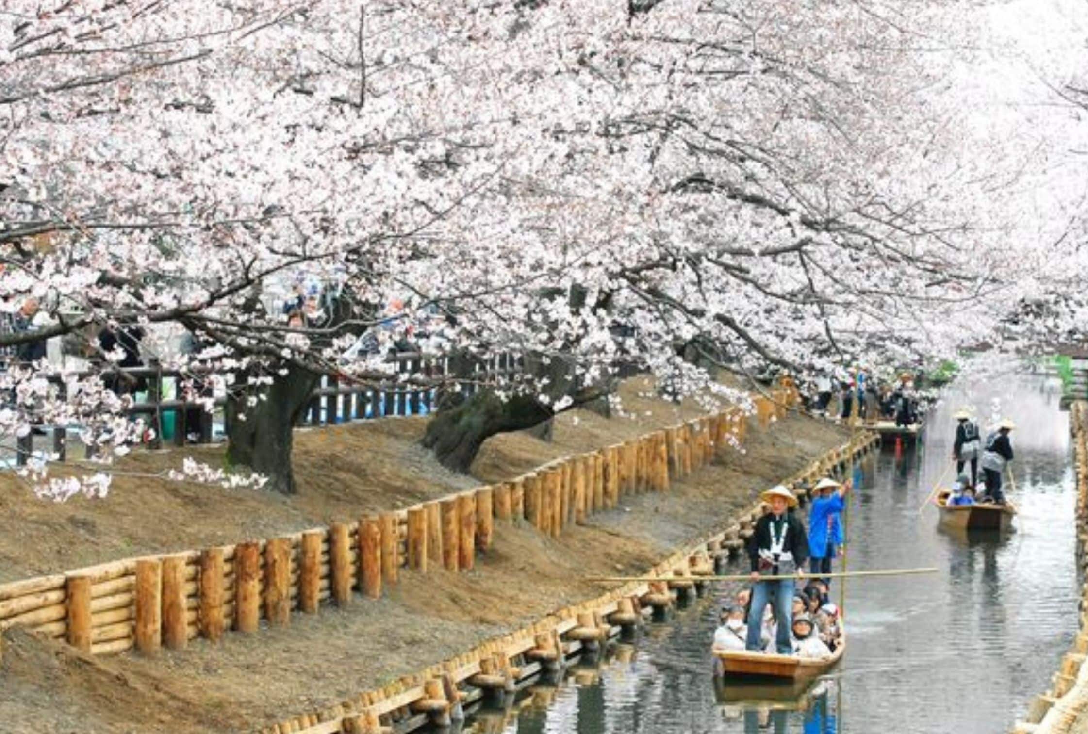 Unique Experiences in Tokyo: Bamboo Grooves: Kawagoe