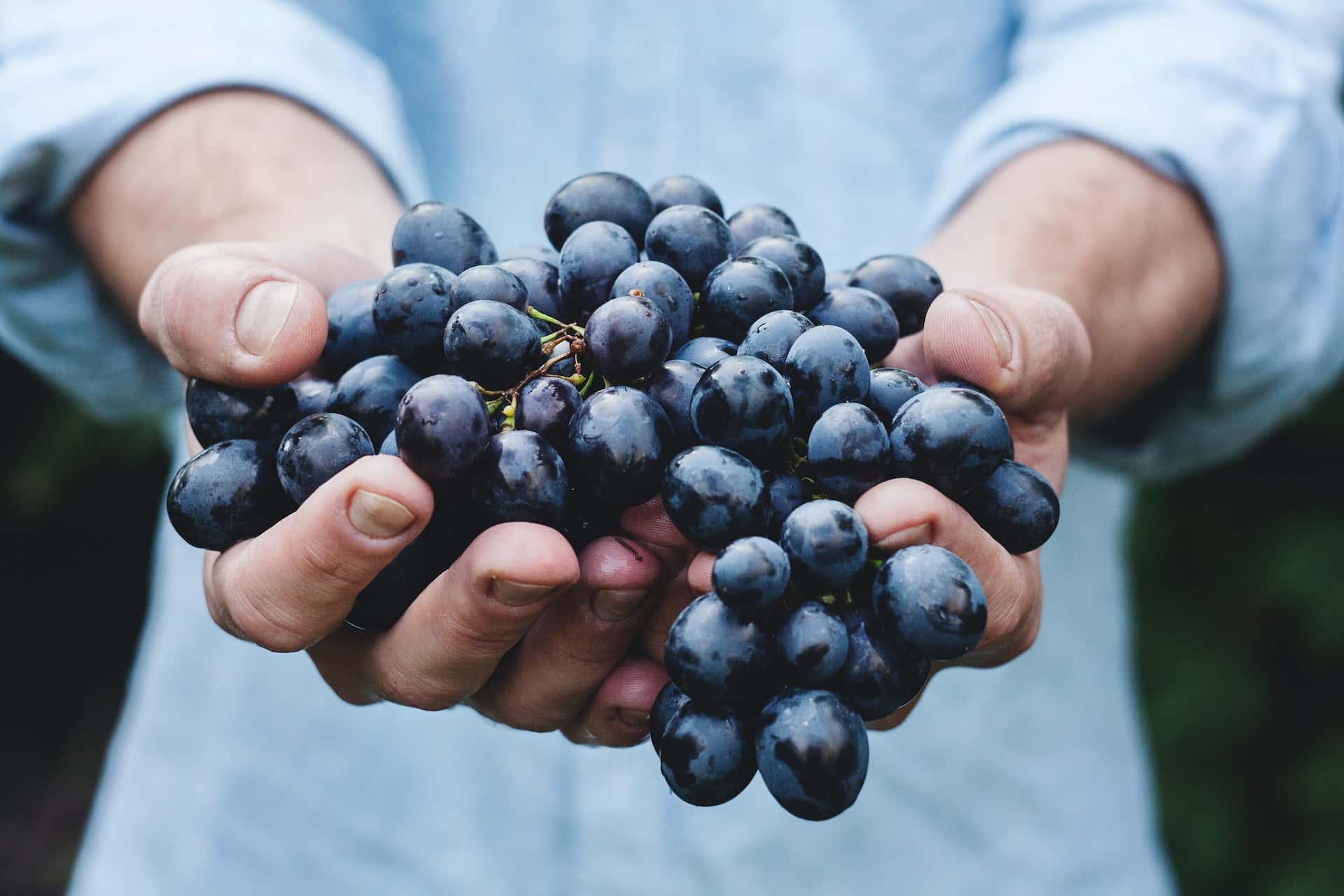 red wine grapes harvest