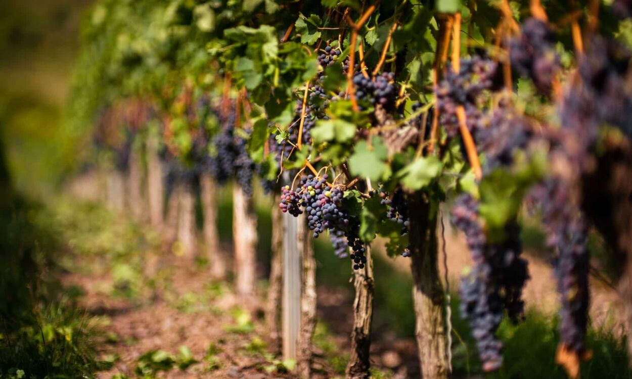 red-wine-grapes-vineyard red wine grapes vineyard