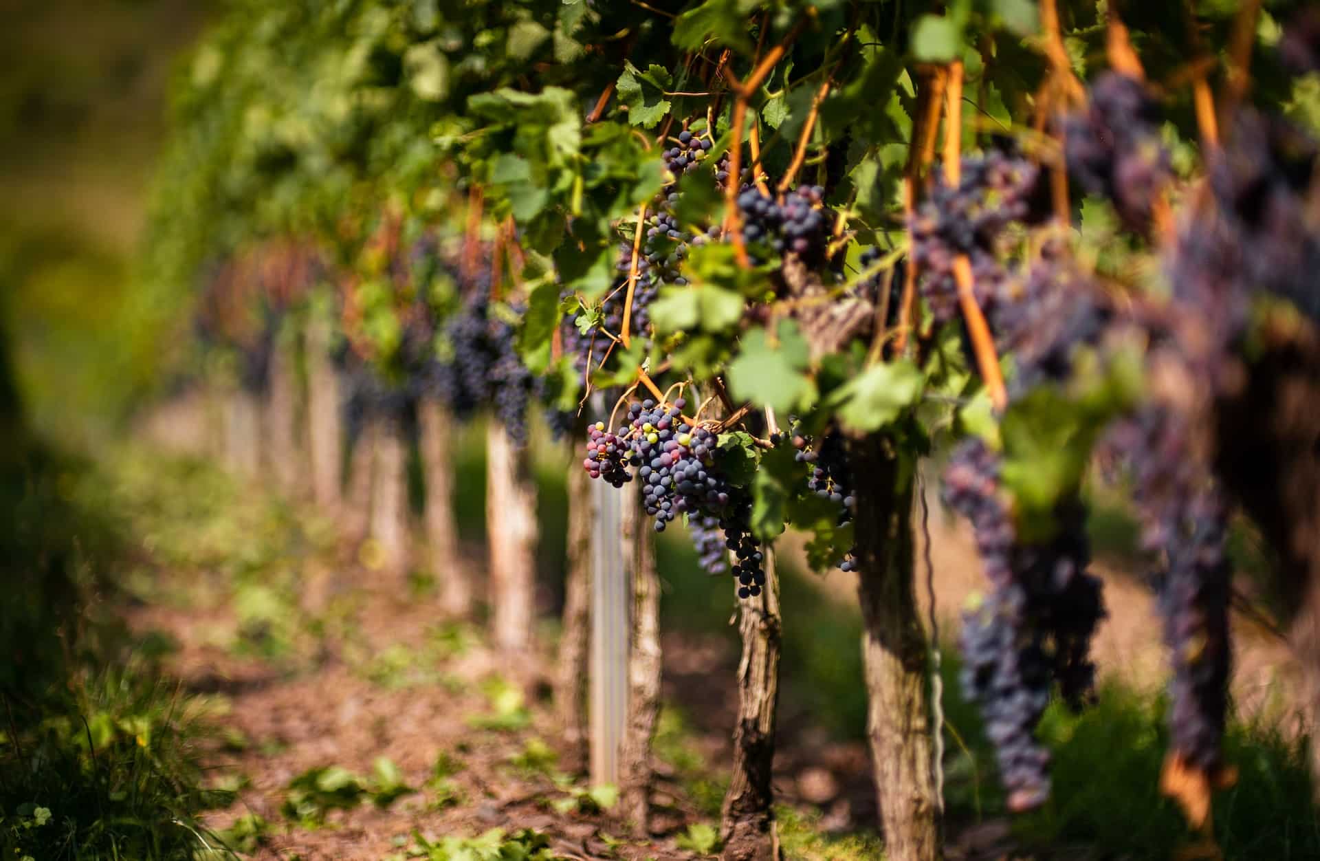 red wine grapes vineyard