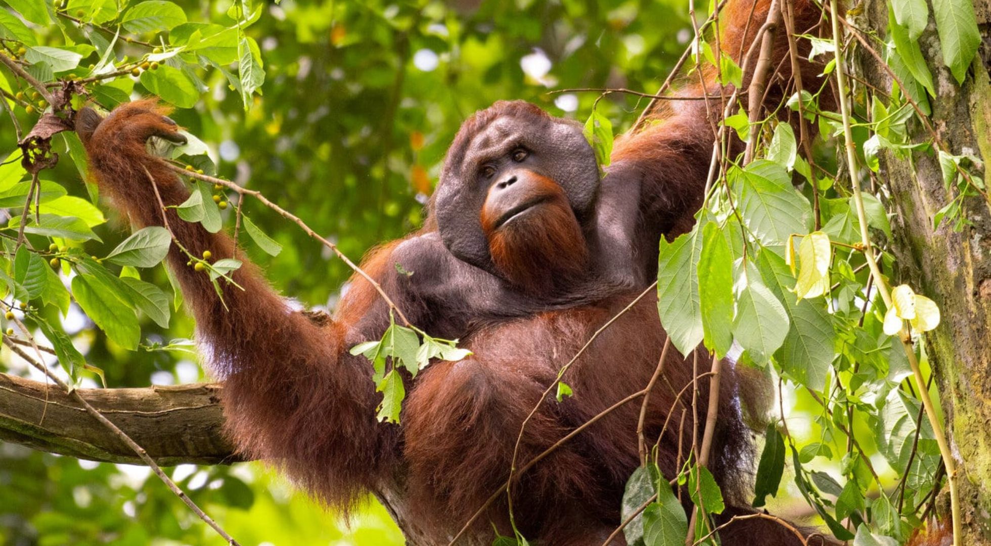 sabah orangutan nature sabah_sepilok_orangutan