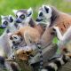 Ring-tailed lemurs, Madagascar, Africa