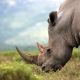 Rhino in Africa