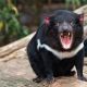 Tasmanian Devil - Tasmania, Australia