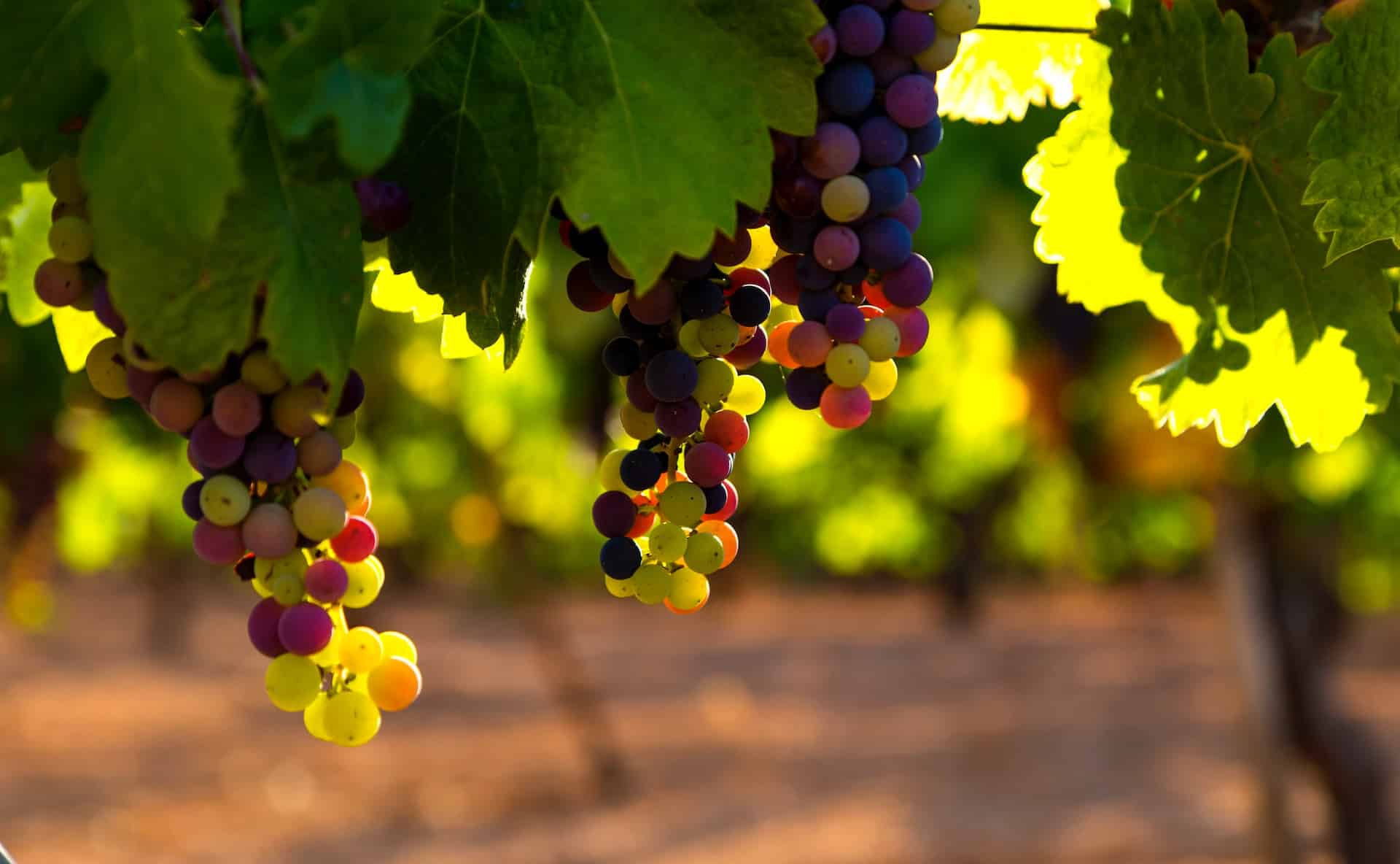 vineyard Utiel Spain vineyard Utiel Spain