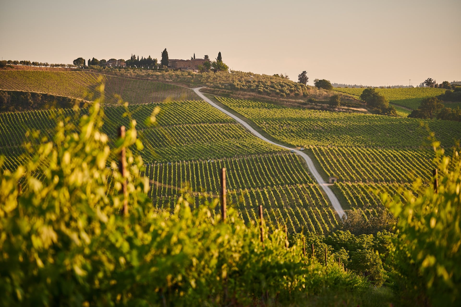 vineyard tuscany italy sunset