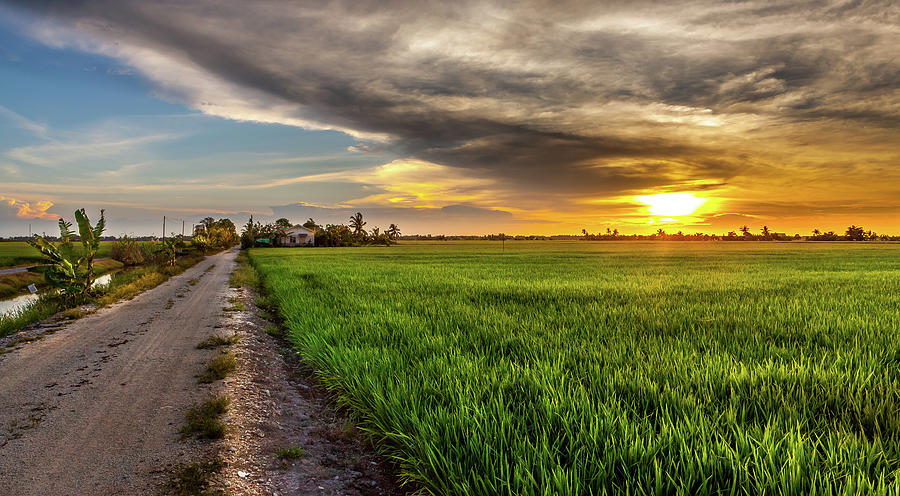 sekinchan paddy field