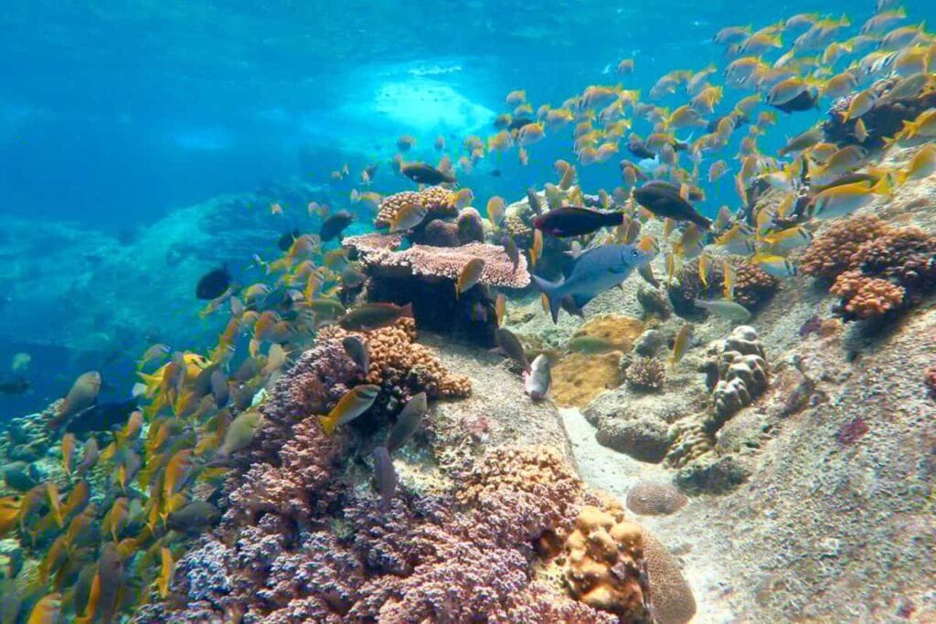 pulau tioman-diverse-marine life