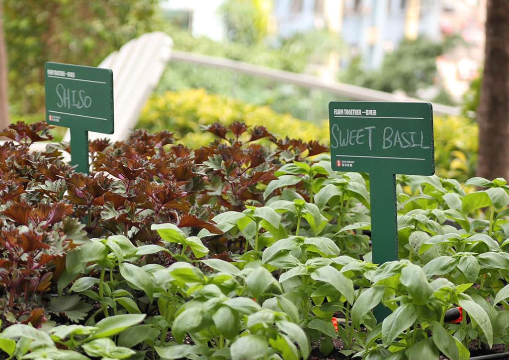 12 hong kong decadence roganic herb hong-kong-roganic-herbs