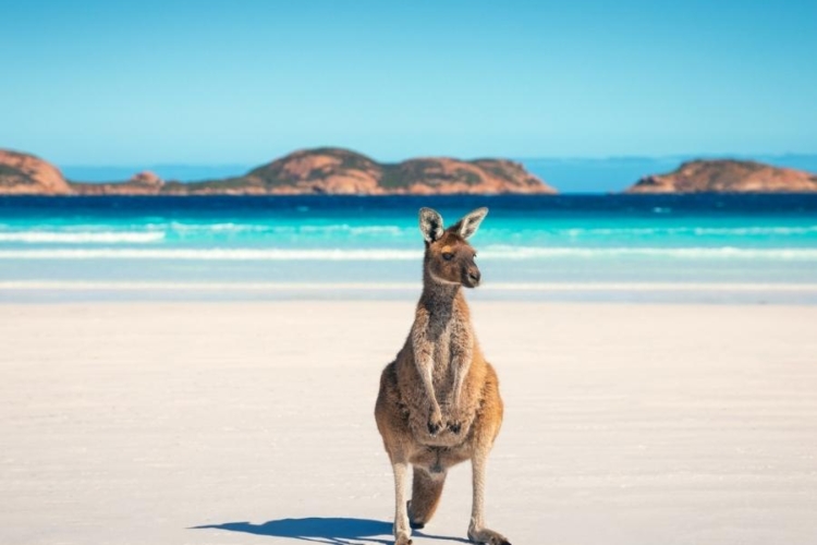 Tourism-Australia-Kangaroo-Beach
