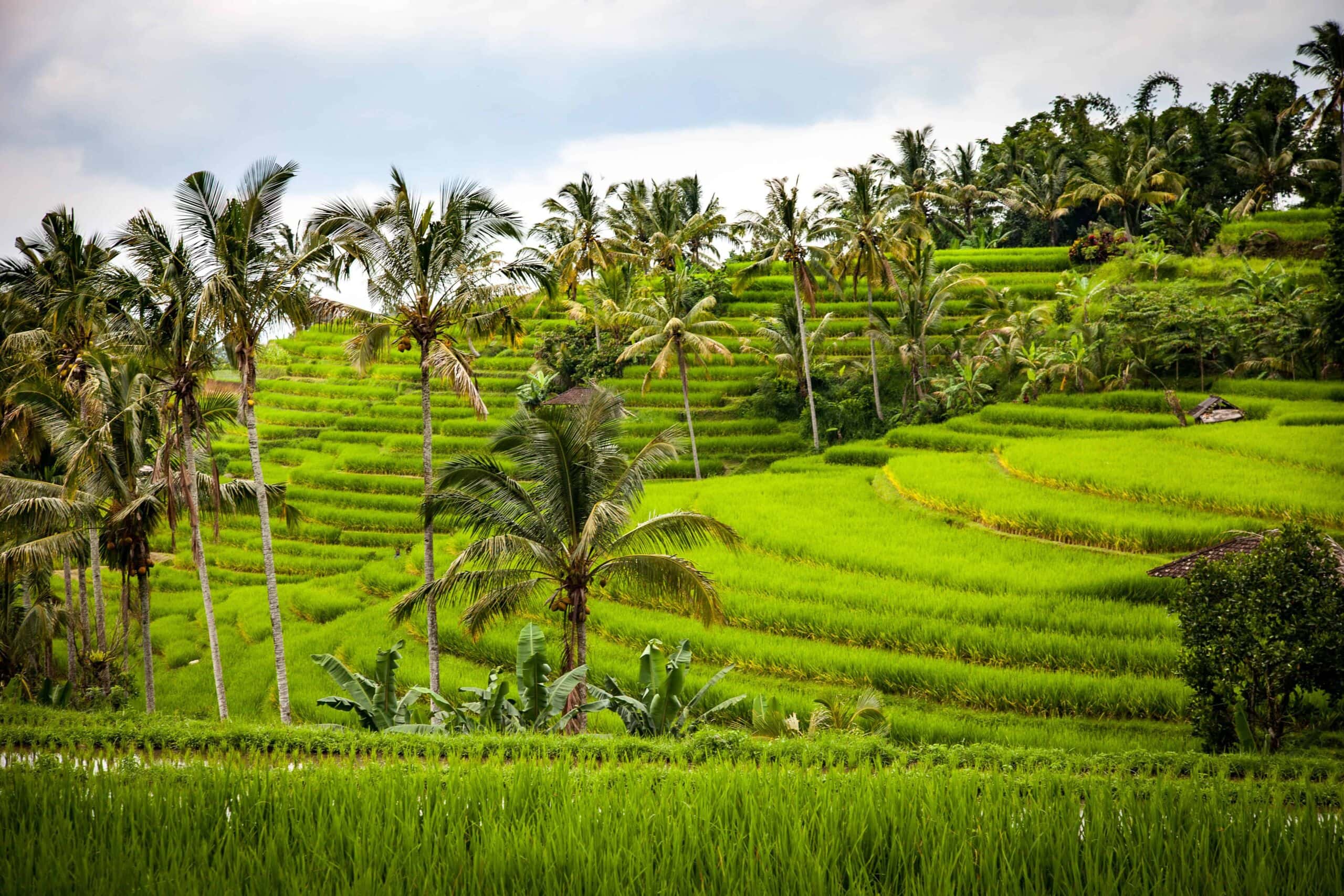 Ubud rice terrace