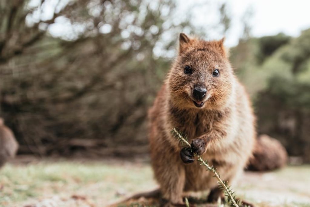 australia-quokka